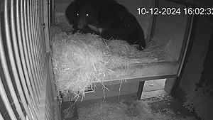 Anastasia bereitet ihr Bett vor